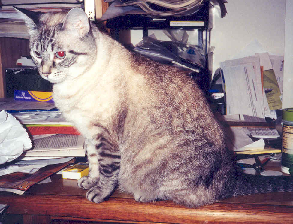 Kitty on Desk